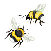 Two bumble bees with wings flying vector illustration isolated