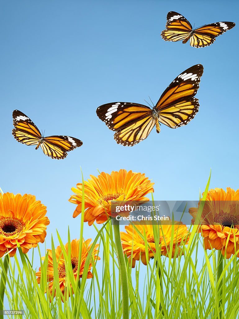 Monarch Butterflies with Grass and Flowers