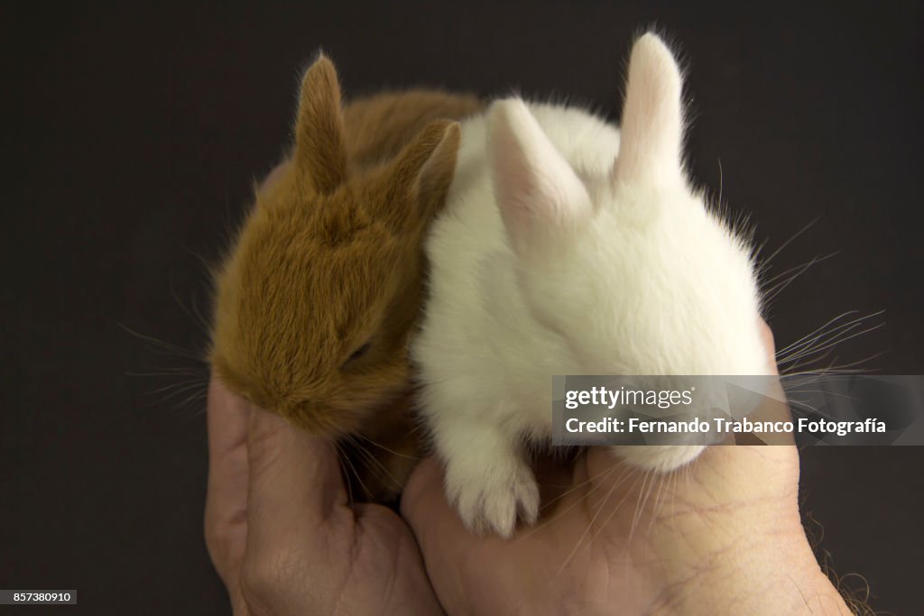 Animals In Hand Baby Animals In Owners Hand High-Res Stock Photo - Getty Images