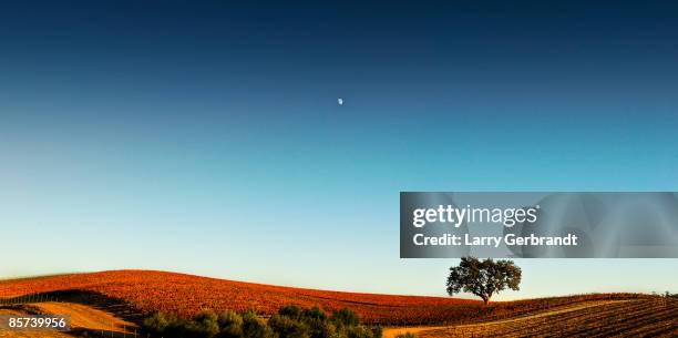 vineyard sky panorama - lost hills california stock pictures, royalty-free photos & images