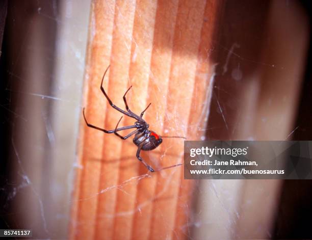 black widow - black widow spider fotografías e imágenes de stock