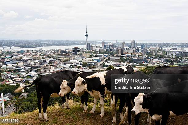 mt eden - auckland city busy stockfoto's en -beelden