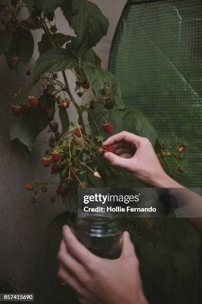 home-grown raspberry picking - homegrown produce stock pictures, royalty-free photos & images