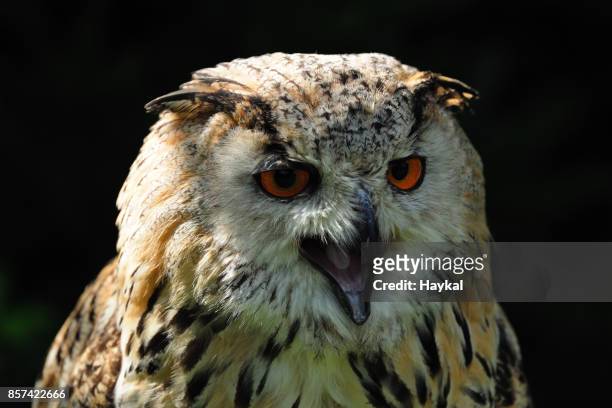 the angry owl - haykal ストックフォトと画像