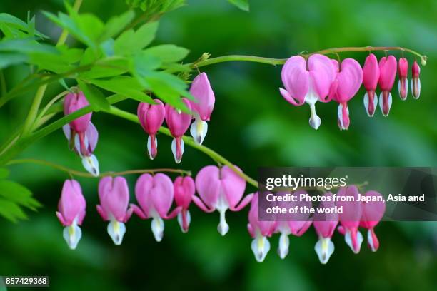 bleeding heart / lamprocapnos spectabilis - raceme stock pictures, royalty-free photos & images