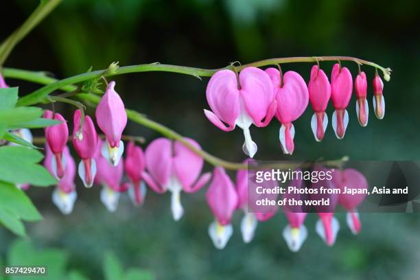 bleeding heart / lamprocapnos spectabilis - raceme stock pictures, royalty-free photos & images