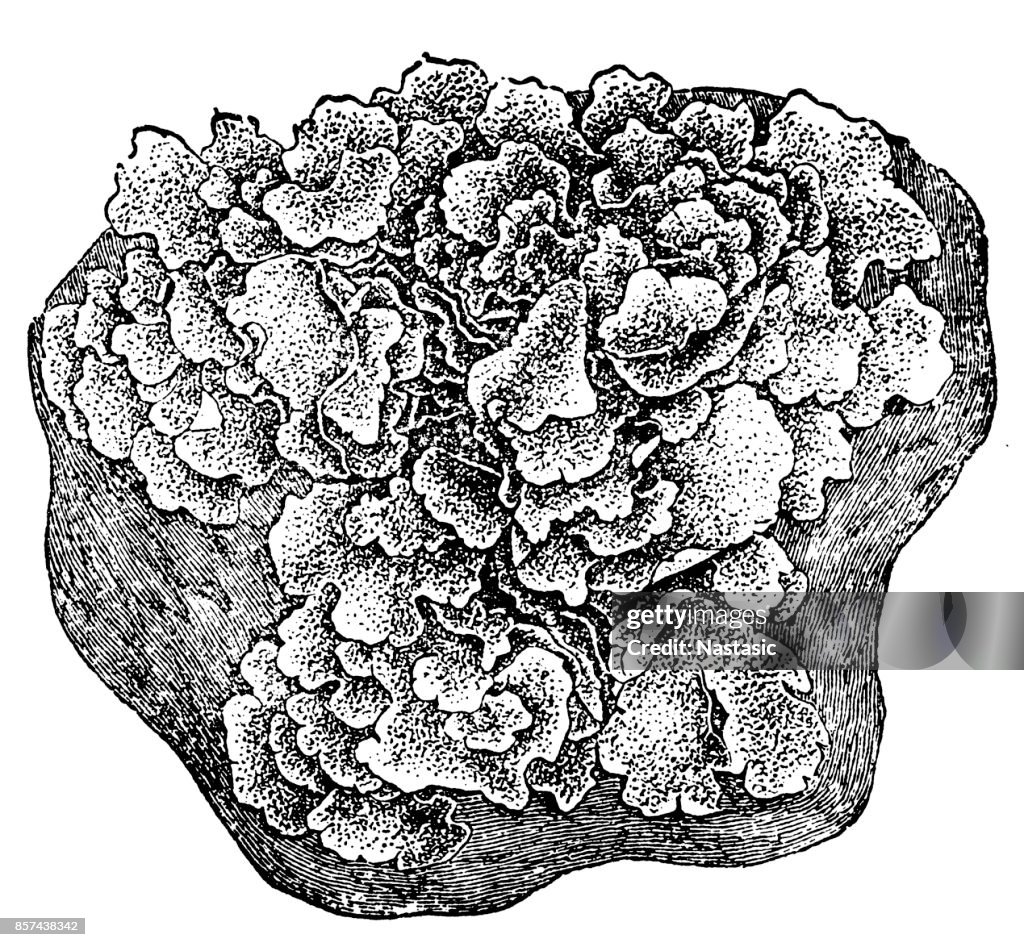 Lichen