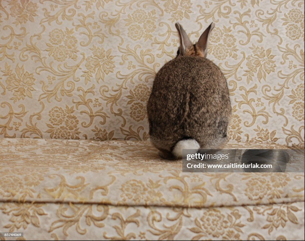 Brown rabbit