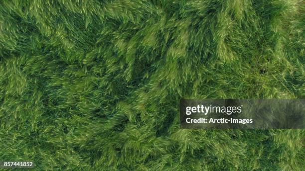 top view-green grass - gras von oben stock-fotos und bilder