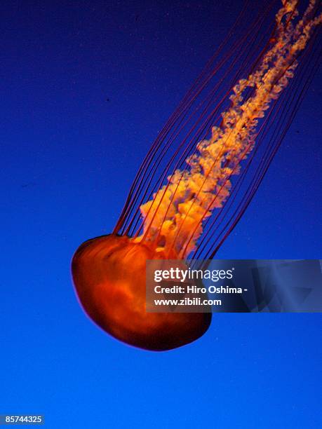 jelly fish - atlanta aquarium stock pictures, royalty-free photos & images