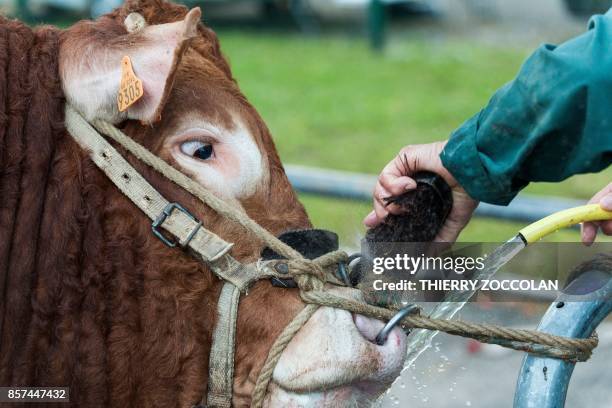 Famer uses a brush and hose to clean the nose of a bull prior to a competition at the Sommet de l'Elevage livestock show at Cournon d'Auvergne near...