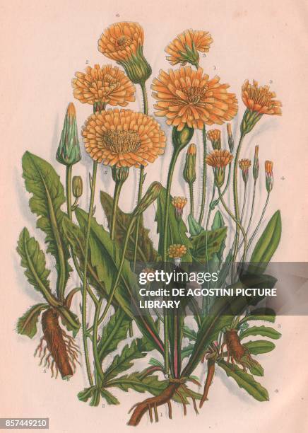 Rough hawkbit , 2 Autumnal hawkbit , 3 Hairy thrincia , 4 Smooth cats ear , 5 Long rooted cats ear , 6 Spotted cats ear , chromolithograph, ca cm...