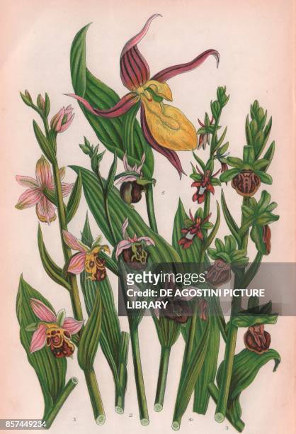 Bee ophrys , 2 Late spider ophrys , 3 Spider ophrys , 4 Fly ophrys , 5 Common lady's slipper , chromolithograph, ca cm 14x22, from The Flowering...