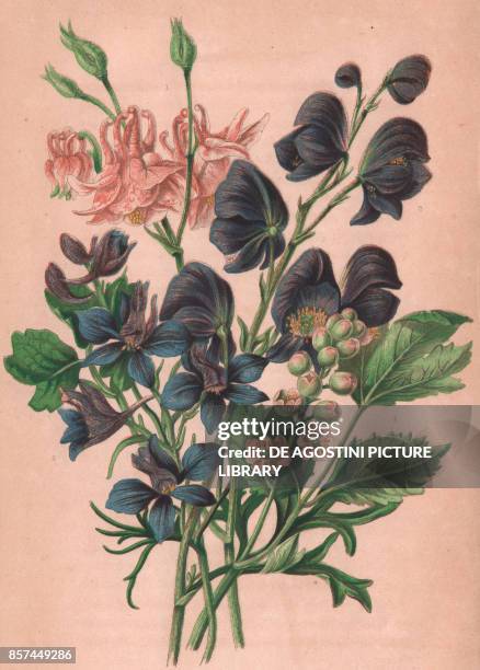 Common columbine , 2 Field Larkspur , 3 Monks hood , 4 Bane berry , chromolithograph, ca cm 14x22, from The Flowering Plants, Grasses, Sedges, and...