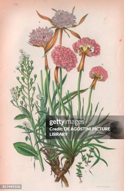 Small Chaffweed , 2 Water pimpernel , 3 Thrift , 4 Plantain leaved thrift , chromolithograph, ca cm 14x22, from The Flowering Plants, Grasses,...