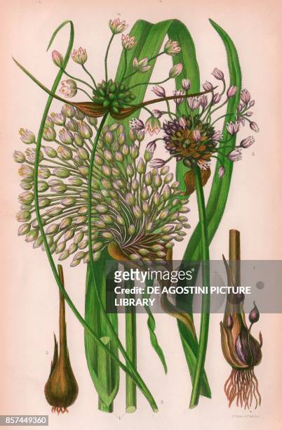 Flowering great headed garlic , 2 Sand garlic , 3 Streaked field garlic , chromolithograph, ca cm 14x22, from The Flowering Plants, Grasses, Sedges,...
