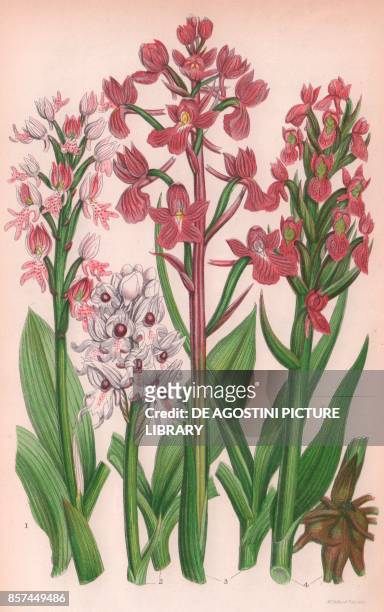 Military orchis , 2 Monkey orchis , 3 Lax flowered orchis , 4 Marsh orchis , chromolithograph, ca cm 14x22, from The Flowering Plants, Grasses,...