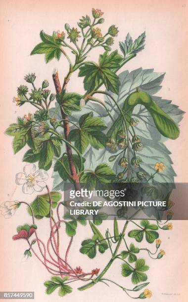Greater maple or Sycamore , 2 Common Maple , 3 Common wood sorrel , 4 Yellow procumbent wood sorrel , chromolithograph, ca cm 14x22, from The...