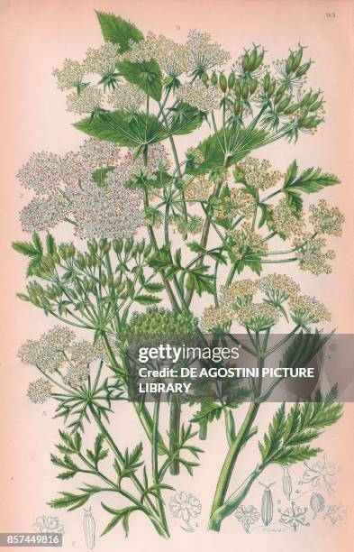 Rough chervil , 2 Lawny fruited chervil , 3 Broad leaved chervil , 4 Sweet cicely , 5 Wild carrot , chromolithograph, ca cm 14x22, from The Flowering...