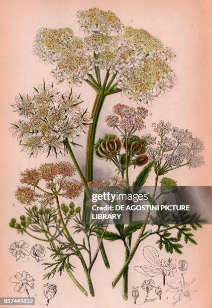 Cow parsnep , 2 Small hartwort , 3 Great hartwort , 4 Coriander , 5 Hemlock , chromolithograph, ca cm 14x22, from The Flowering Plants, Grasses,...