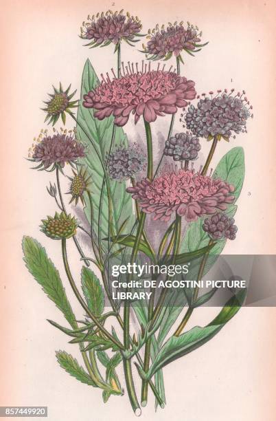 Devil's bit scabious , 2 Small scabious , 3 Field knautia , chromolithograph, ca cm 14x22, from The Flowering Plants, Grasses, Sedges, and Ferns of...