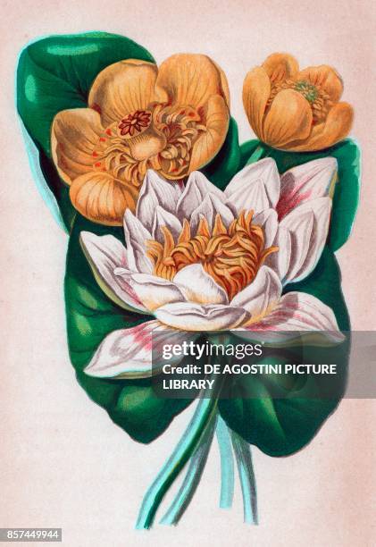 White water lily , 2 Common yellow water lily , 3 Least yellow water lily , chromolithograph, ca cm 14x22, from The Flowering Plants, Grasses,...