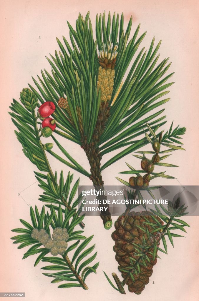 1 Scotch fir (Pinus sylvestris), 2 Juniper (Juniperus communis), 3 Yew (Taxus baccata), chromolithograph, ca cm 14x22