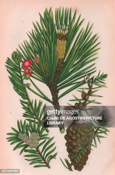 Scotch fir , 2 Juniper , 3 Yew , chromolithograph, ca cm 14x22, from The Flowering Plants, Grasses, Sedges, and Ferns of Great Britain, by Anne Pratt...