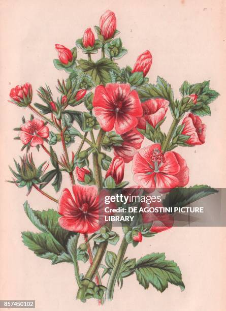 Tree mallow , 2 Marsh mallow , 3 Hispid mallow , chromolithograph, ca cm 14x22, from The Flowering Plants, Grasses, Sedges, and Ferns of Great...
