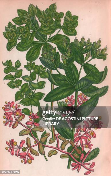 Purple spurge , 2 Sun spurge , 3 Broad leaved Warted spurge , 4 Iris spurge , chromolithograph, ca cm 14x22, from The Flowering Plants, Grasses,...