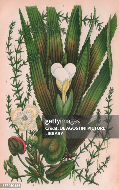 Long flowered anacharis , 2 Frog bit , 3 Water soldier , chromolithograph, ca cm 14x22, from The Flowering Plants, Grasses, Sedges, and Ferns of...