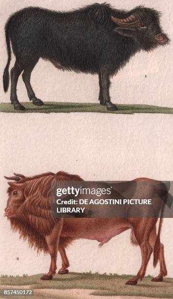 Water buffalo , 2 Urus or Ure , colour copper engraving, retouched in watercolour, 9x15 cm, from Dizionario delle scienze naturali compilato da vari...