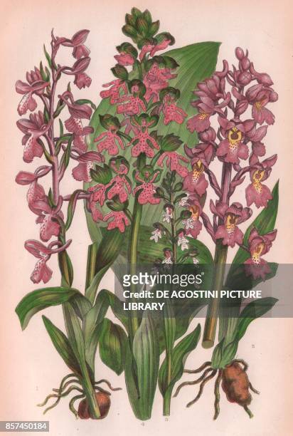 Green winged meadow orchis , 2 Early purple orchis , 3 Dwarf dark winged orchis , 4 Great brown winged orchis , chromolithograph, ca cm 14x22, from...