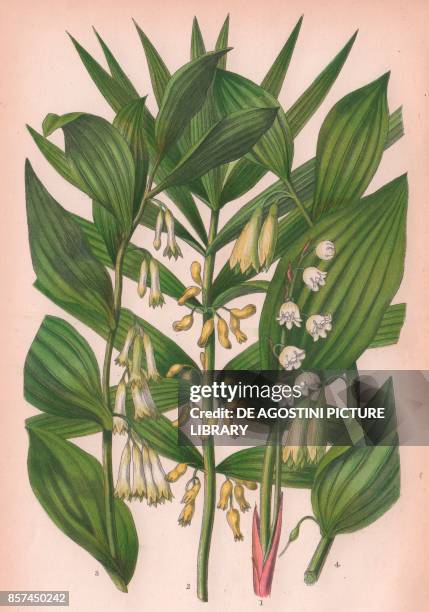 Lily of the valley , 2 Narrow leaved Solomon's seal , 3 Common Solomon's seal , 4 Angular Solomon's seal , chromolithograph, ca cm 14x22, from The...