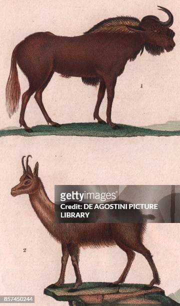 White-tailed gnu , 2 Chamois , colour copper engraving, retouched in watercolour, 9x15 cm, from Dizionario delle scienze naturali compilato da vari...