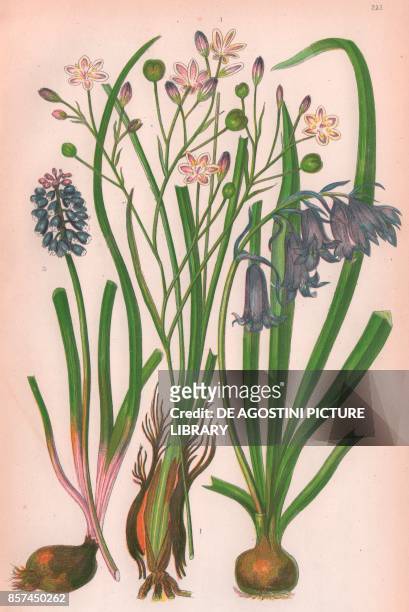 Variegated simethis , 2 Wild hyacinth or Blue bell , 3 Starch grape hyacinth , chromolithograph, ca cm 14x22, from The Flowering Plants, Grasses,...