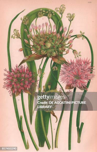 Bulbiferous great headed garlic , 2 Chive garlic , 3 Crow garlic , 4 Small Round headed garlic , chromolithograph, ca cm 14x22, from The Flowering...
