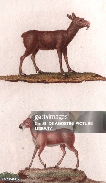 Siberian musk deer , 2 Royal antelope , colour copper engraving, retouched in watercolour, 9x15 cm, from Dizionario delle scienze naturali compilato...