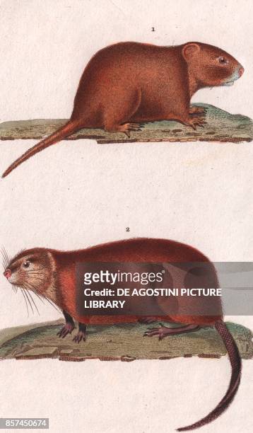 Pocket gopher , 2 Muskrat , colour copper engraving, retouched in watercolour, 9x15 cm, from Dizionario delle scienze naturali compilato da vari...