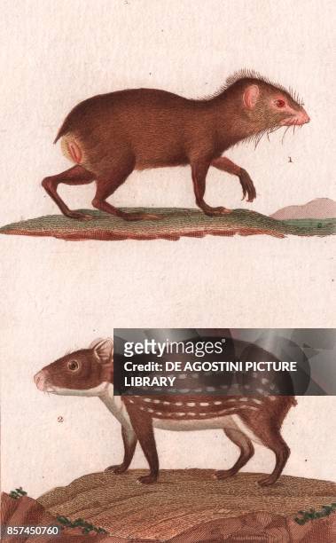 Agouti , 2 Paca , colour copper engraving, retouched in watercolour, 9x15 cm, from Dizionario delle scienze naturali compilato da vari professori del...