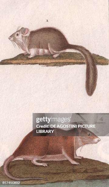 Fat dormouse , 2 House mouse , colour copper engraving, retouched in watercolour, 9x15 cm, from Dizionario delle scienze naturali compilato da vari...