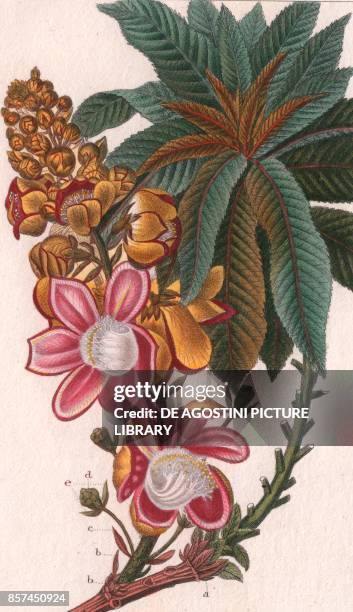 Cannonball tree , colour copper engraving, retouched in watercolour, 9x15 cm, from Dizionario delle scienze naturali compilato da vari professori del...