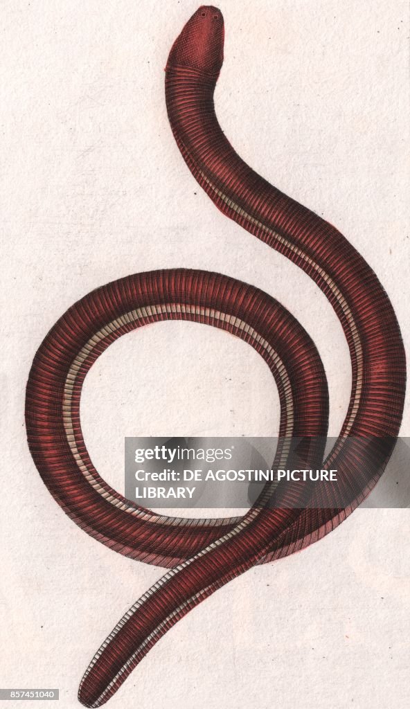 Sticky Caecilian (Ichthyophis glutinosus), color copper engraving, retouched in watercolor, 9x15 cm
