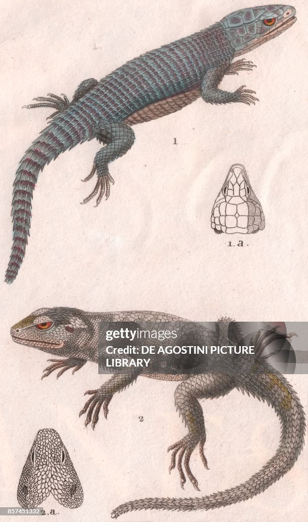 1 Girdled lizard (genus Cordylus or Smaug), 2 Mediterranean house gecko (Hemidactylus turcicus), color copper engraving, retouched in watercolor, 9x15 cm