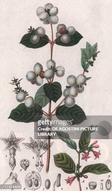 Common snowberry , colour copper engraving, retouched in watercolour, 9x15 cm, from Dizionario delle scienze naturali compilato da vari professori...
