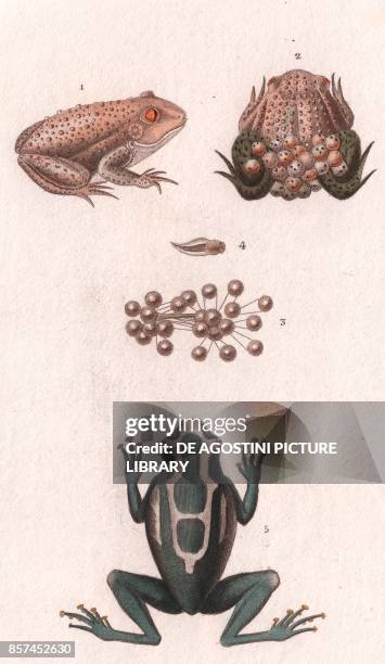 Common midwife toad , male with eggs and tadpoles, 5 Dyeing dart frog , colour copper engraving, retouched in watercolour, 9x15 cm, from Dizionario...