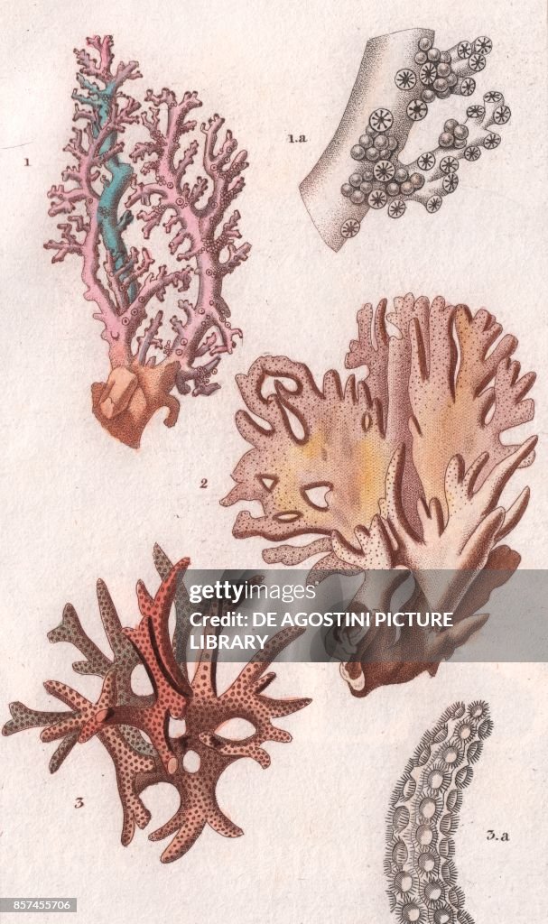 1 Oculina, 2 Fire corals (Millepora alcicornis), 3 Bush coral (Seriatopora hystrix), color copper engraving, retouched in watercolor, 9x15 cm