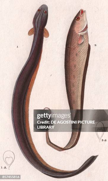 Electric eel , 2 Banded knifefish , colour copper engraving, retouched in watercolour, 9x15 cm, from Dizionario delle scienze naturali compilato da...