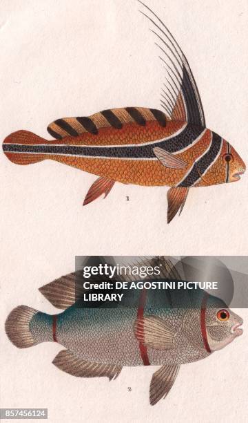 Jack-knifefish , 2 Maroon clownfish , colour copper engraving, retouched in watercolour, 9x15 cm, from Dizionario delle scienze naturali compilato da...