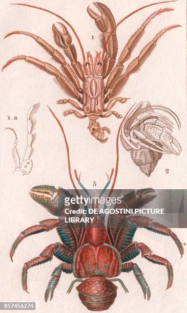 Pagurus excavatus 2 Hermit crab inside a shell Coconut crab or Robber crab , colour copper engraving, retouched in watercolour, 9x15 cm, from...